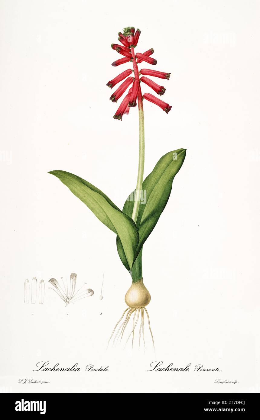 Alte Illustration der Bulb-bearing Leopard Lilie (Lachenalia bulbifera). Les Liliacées, von P. J. Redouté. Impr. Didot Jeune, Paris, 1805 - 1816 Stockfoto