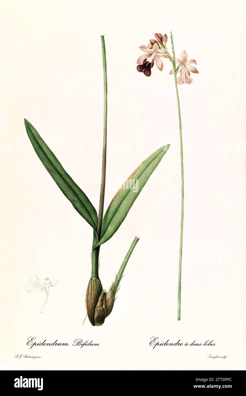 Alte Illustration der Dickicht-Schmetterling-Orchidee (Psychilis bifida). Les Liliacées, von P. J. Redouté. Impr. Didot Jeune, Paris, 1805 - 1816 Stockfoto
