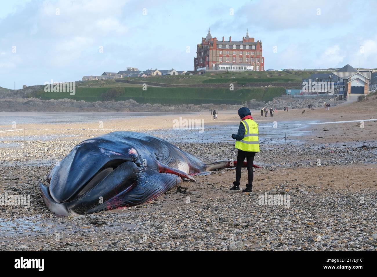 Newquay, Cornwall, Großbritannien. November 2023. Ein Freiwilliger des Marine Strandings Network nähert sich dem 16 Meter langen Fin Whale Balaenoptera physalis, der am Fistral Beach in Newquay in Cornwall in Großbritannien angespült wurde, Gordon Scammell/Alamy Live News Stockfoto