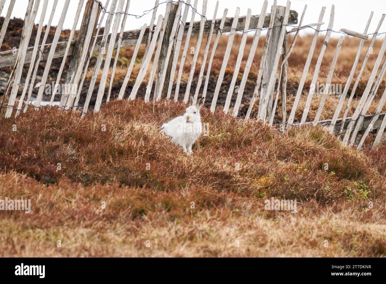 Der Berghase (Lepus timidus), auch bekannt als der Blauhase, saß inmitten der Heidekraut im Cairngorms National Park Schottland Großbritannien. März 2023 Stockfoto