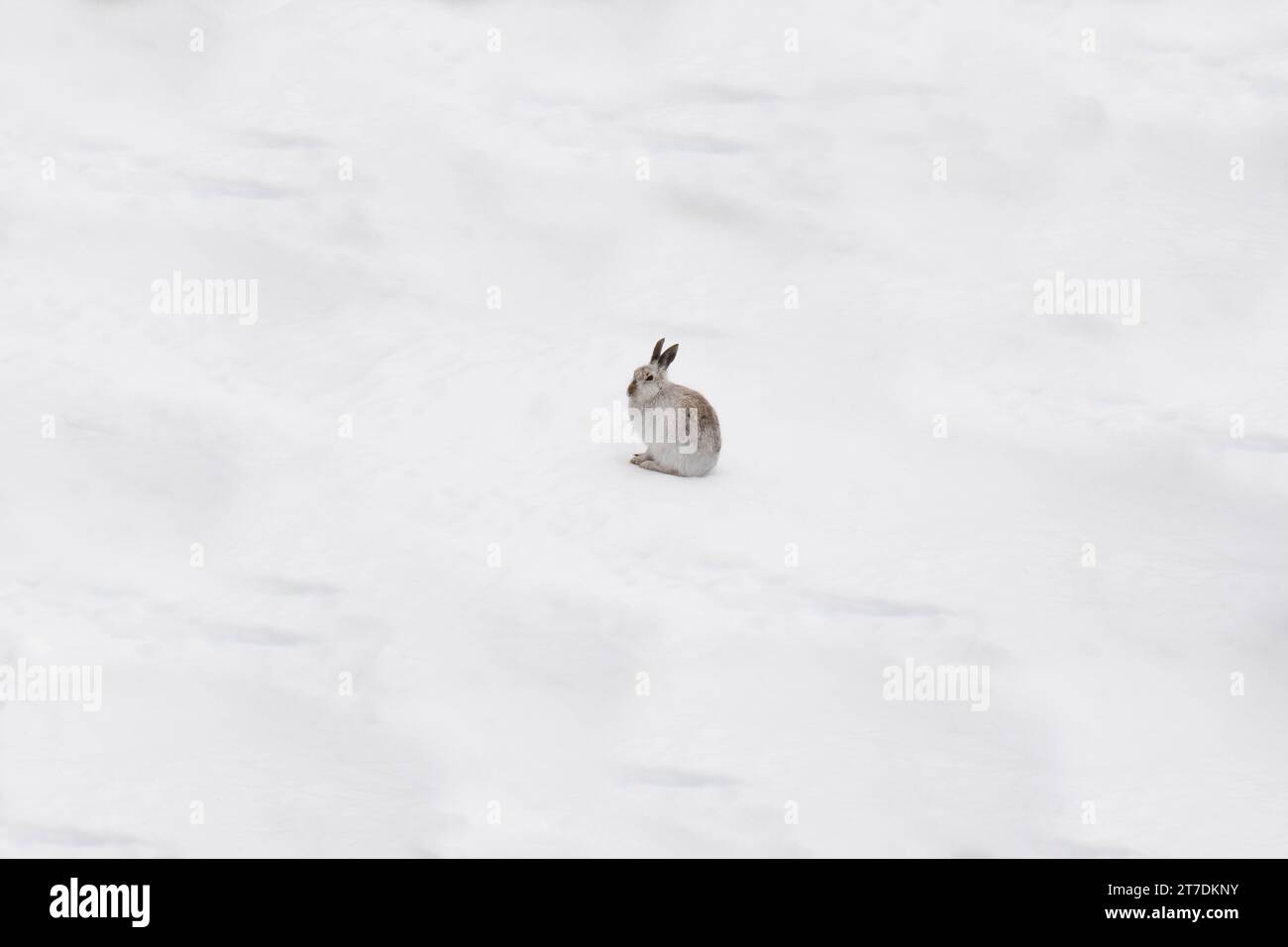 Berghase (Lepus timidus), auch bekannt als der Blauhase, der im schneebedeckten Cairngorms National Park Schottland, Großbritannien, unauffällig auszusehen versucht. März Stockfoto
