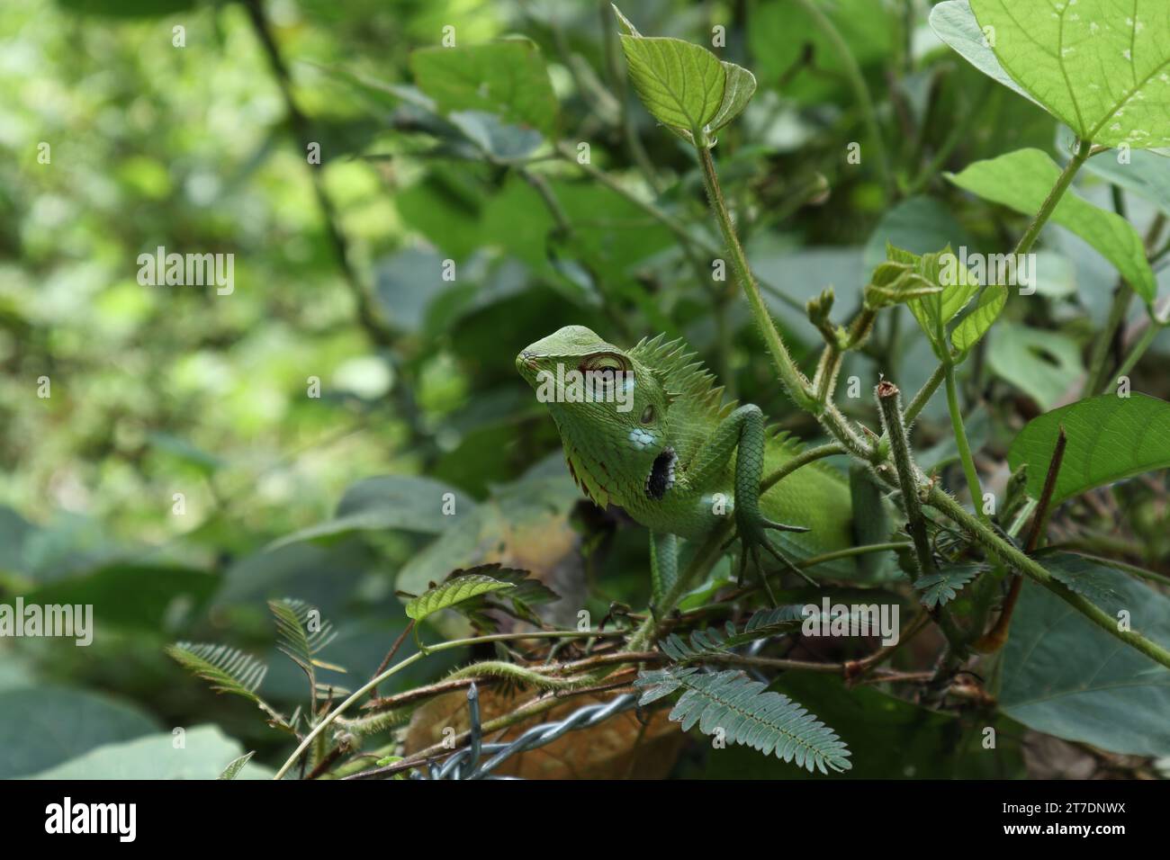 Schräges Gesicht einer gewöhnlichen grünen Waldechse (Calotes Calotes) in der Brutsaison, sitzt auf einem Stacheldrahtzaun, der mit W bedeckt ist Stockfoto