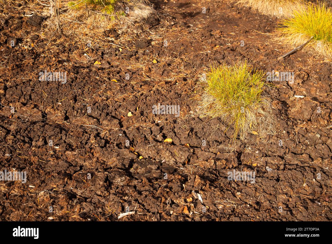 Getrockneter Torf im Nationalpark Sumava, Tschechische Republik Stockfoto