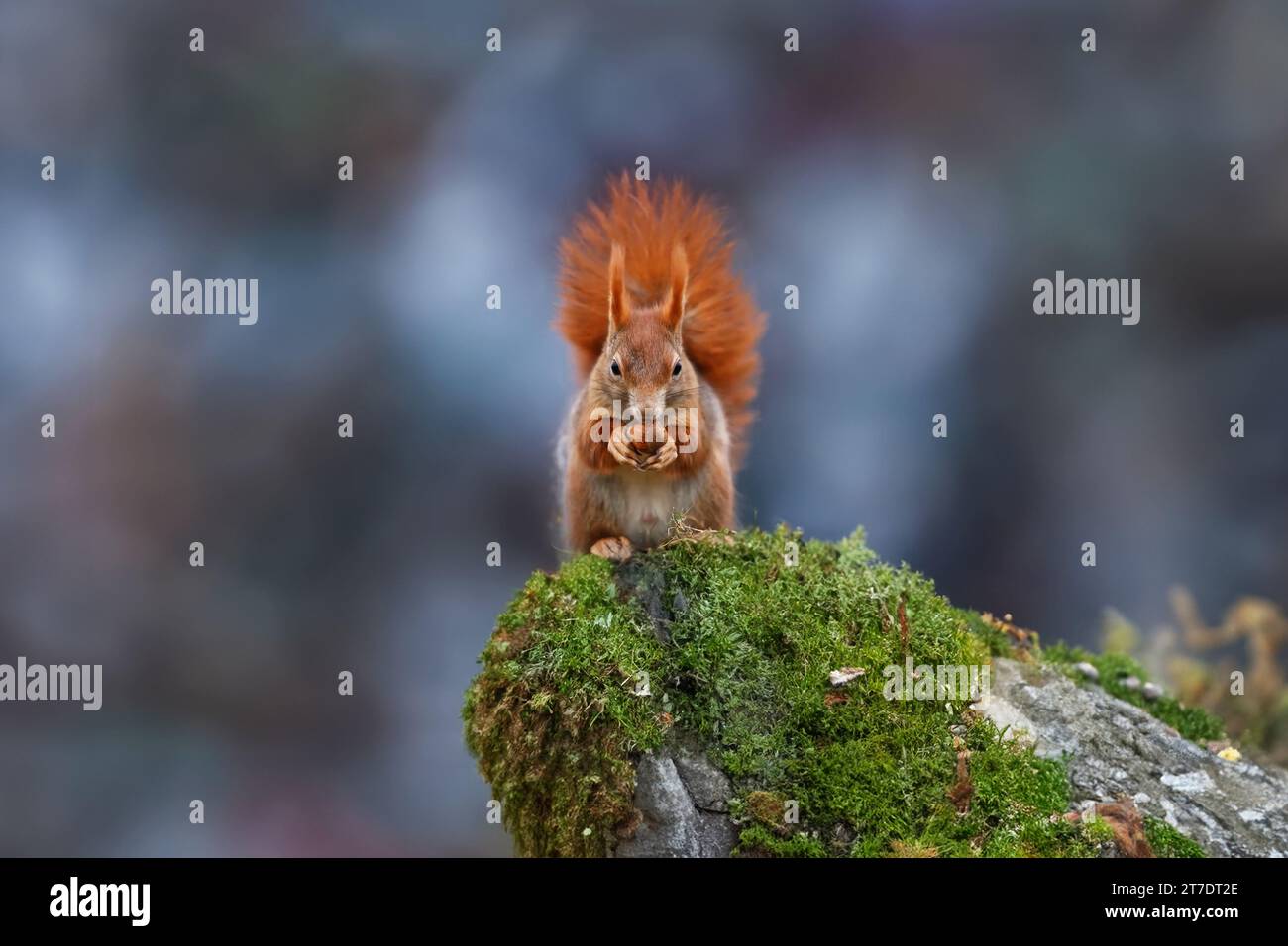 Eichhörnchen im Wald Stockfoto