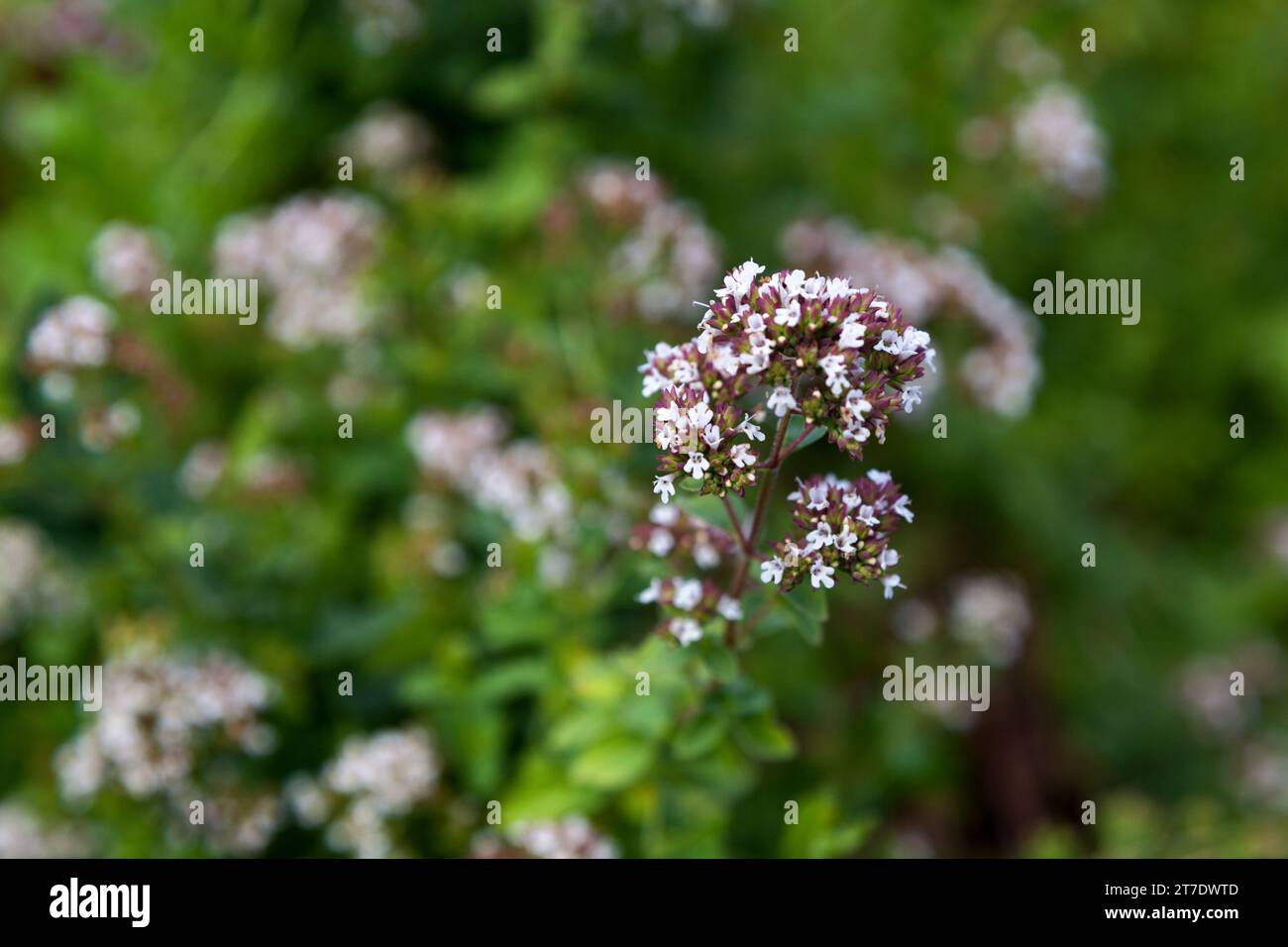 Nahaufnahme eines Thymus serpyllum, bekannt unter den gebräuchlichen Namen Breckland Thymian, Breckland wilder Thymian, wilder Thymian, kriechender Thymian oder Elfenthymian, ist ein s Stockfoto