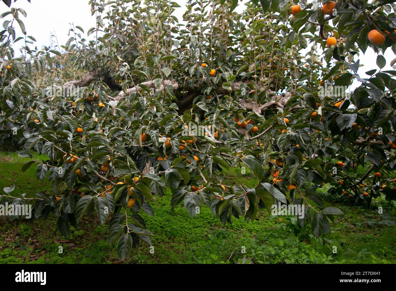 Japanische Persimmon treen und Früchte im Herbstmonat zur Erntezeit auf Sado Island, Präfektur Niigata. Stockfoto