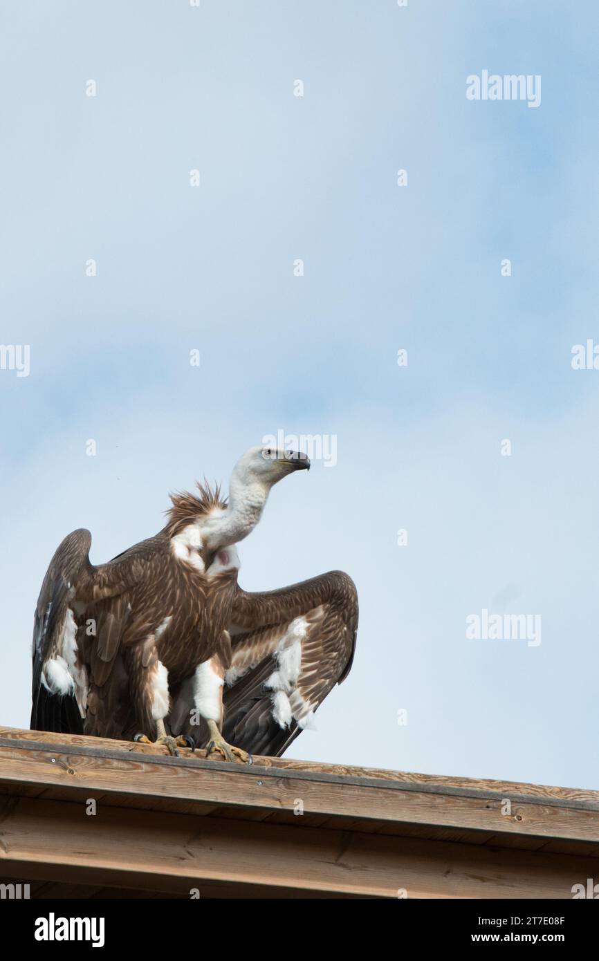 Großer Braungeier auf einem Holzdach. Blauer Himmel Stockfoto