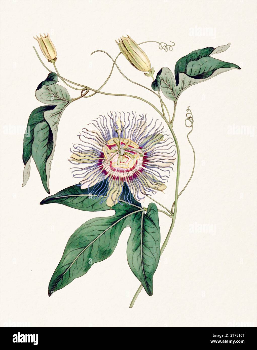 Passion Flower: Digitales Vintage-Gemälde einer Blume auf strukturiertem Aquarellpapier. Stockfoto