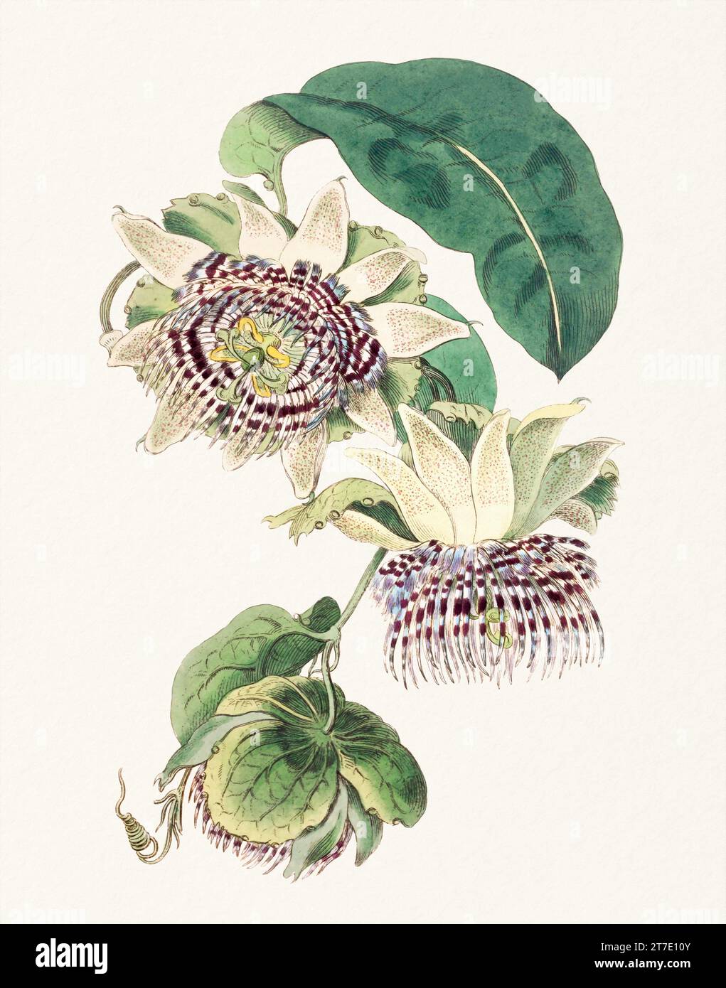 Passion Flower: Digitales Vintage-Gemälde einer Blume auf strukturiertem Aquarellpapier. Stockfoto