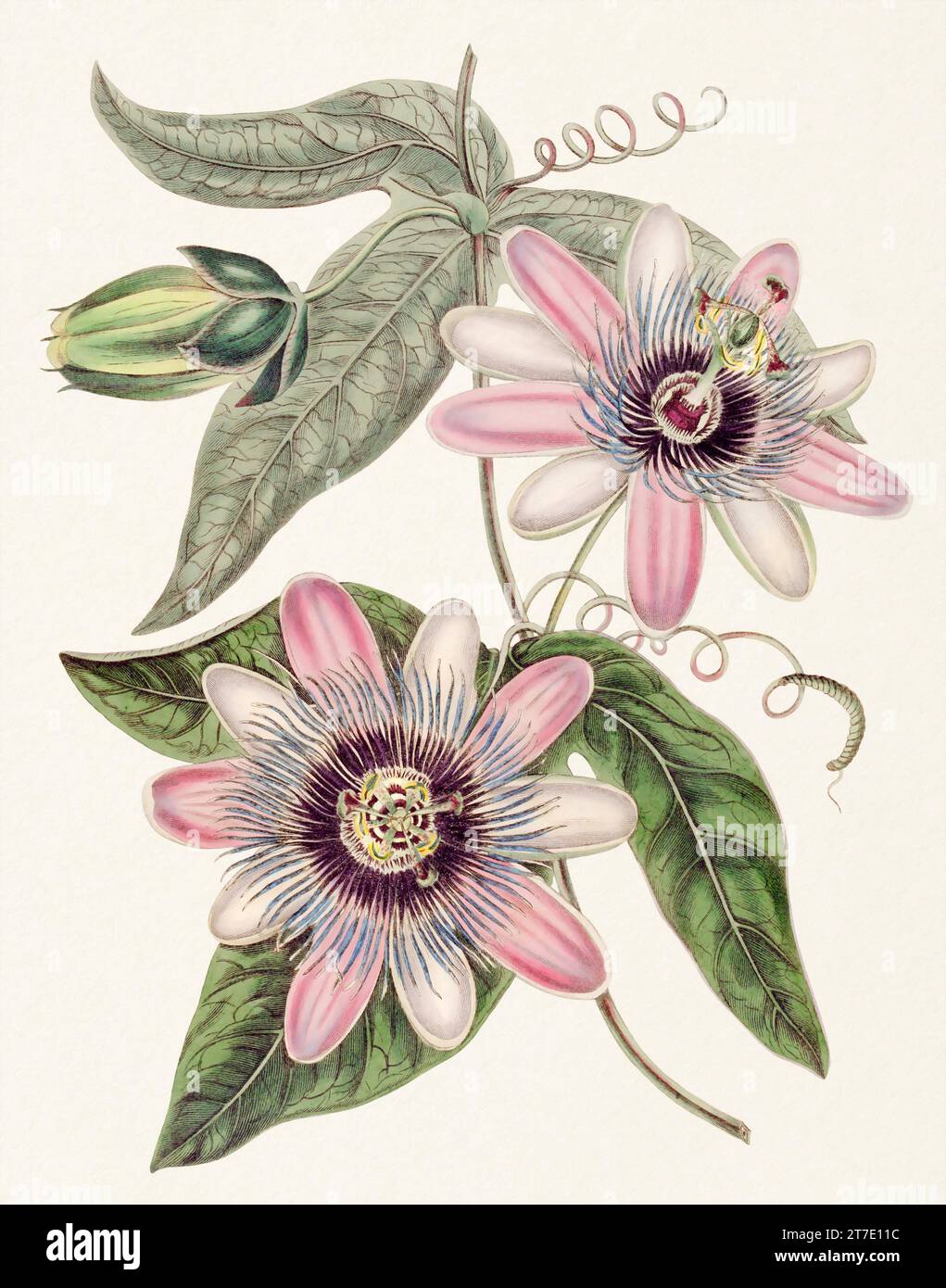Passion Flower: Digitales Vintage-Gemälde einer Blume auf strukturiertem Aquarellpapier. Stockfoto