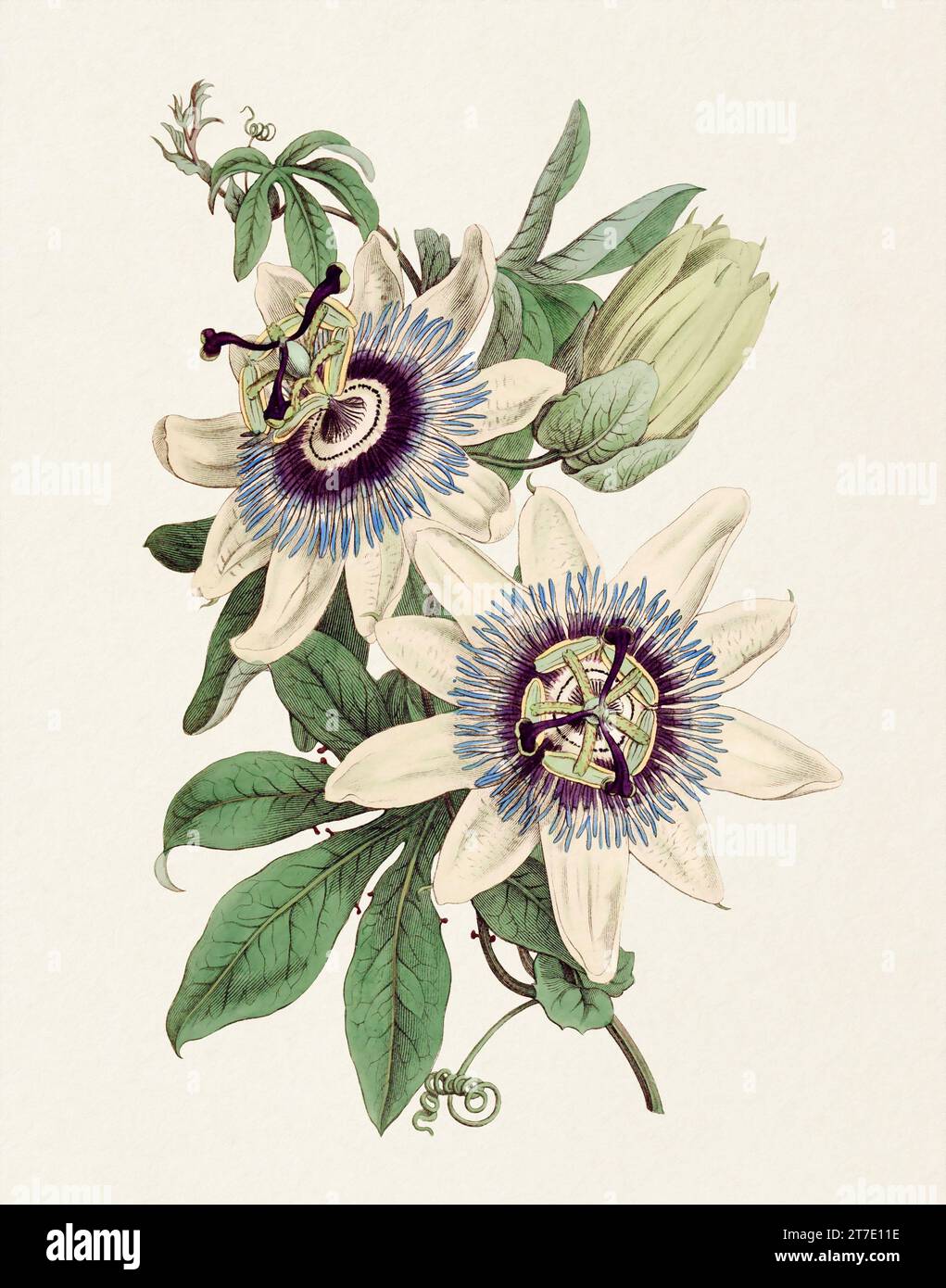 Passion Flower: Digitales Vintage-Gemälde einer Blume auf strukturiertem Aquarellpapier. Stockfoto