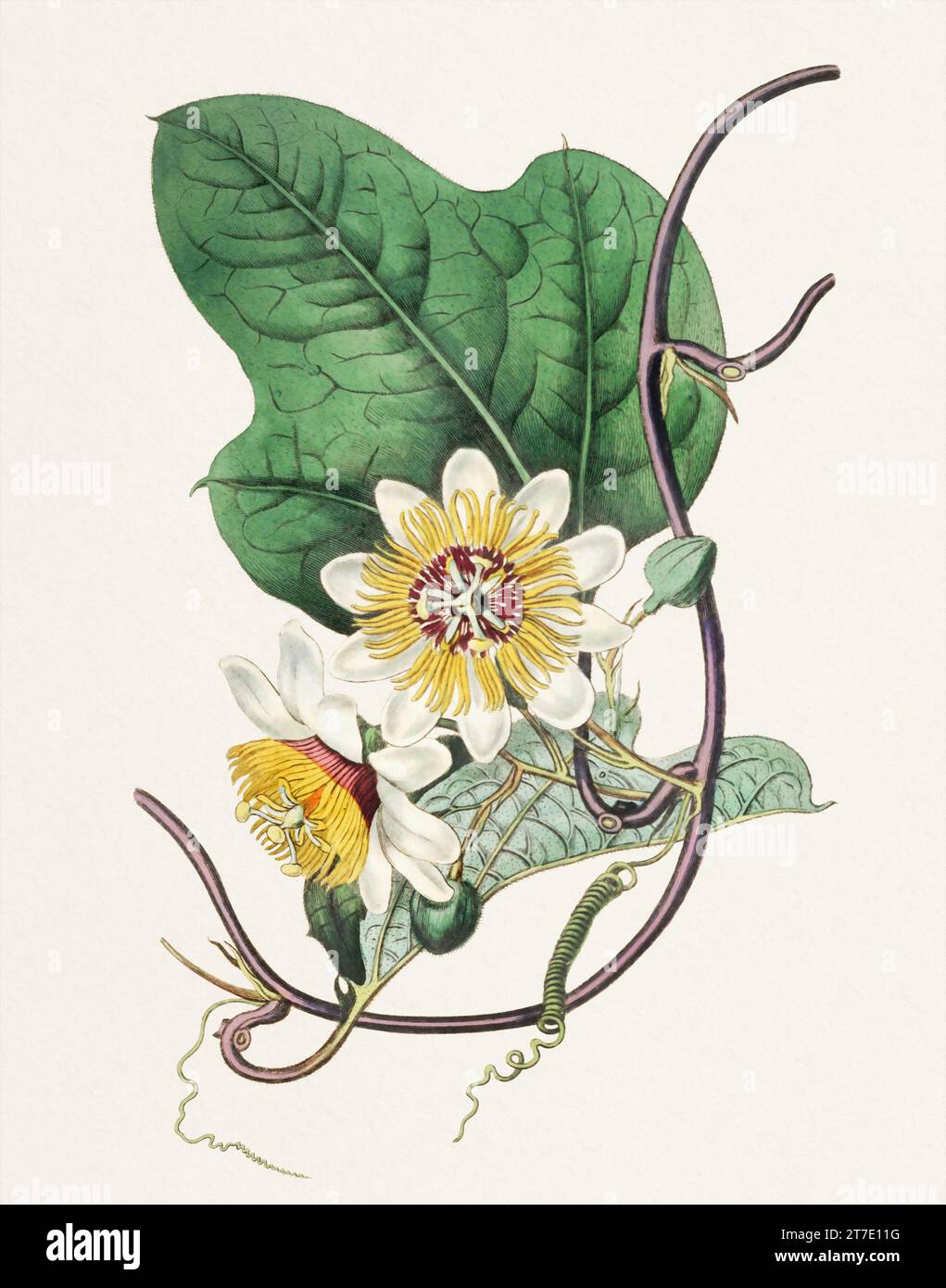 Passion Flower: Digitales Vintage-Gemälde einer Blume auf strukturiertem Aquarellpapier. Stockfoto