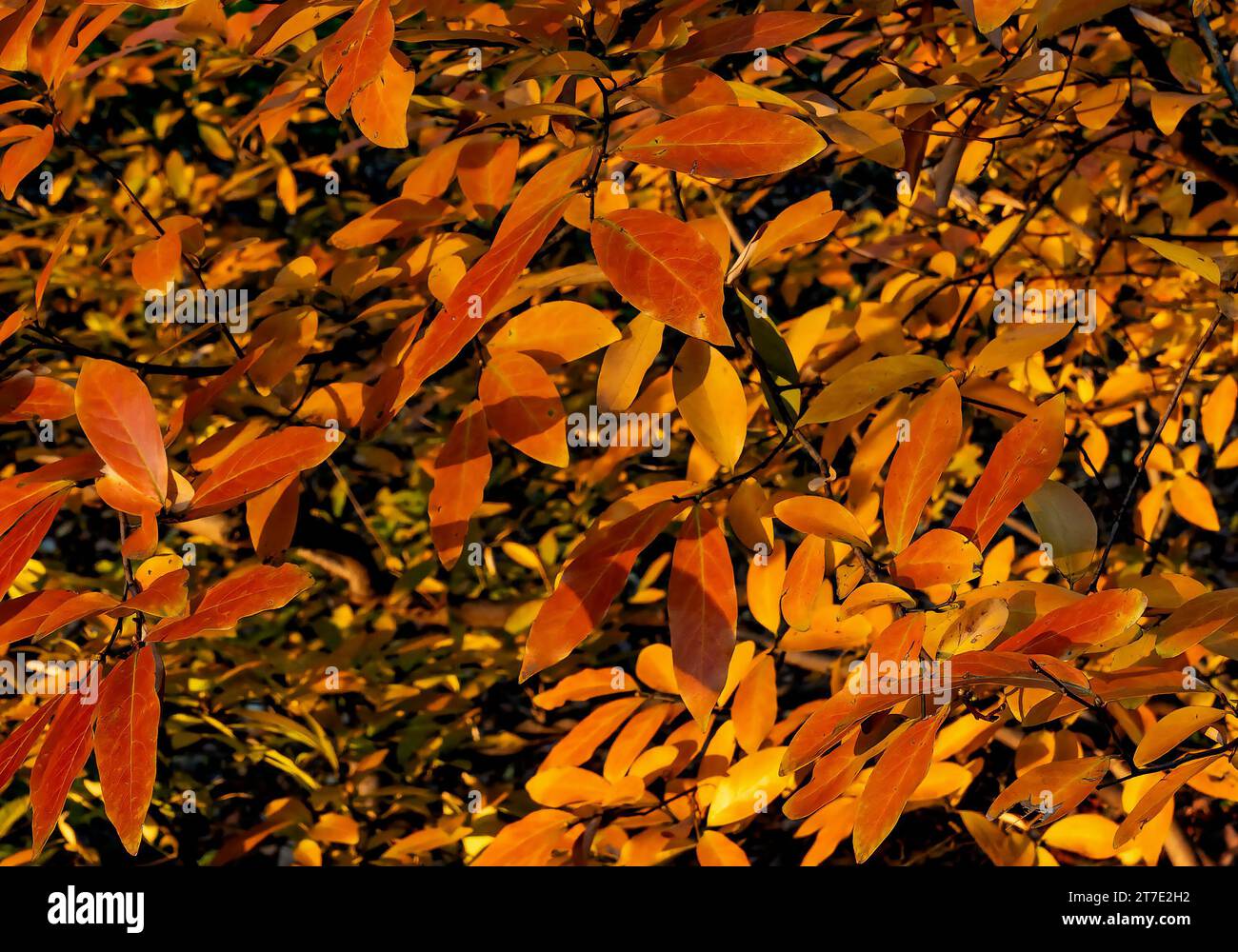 Brillante Herbstfarben Stockfoto