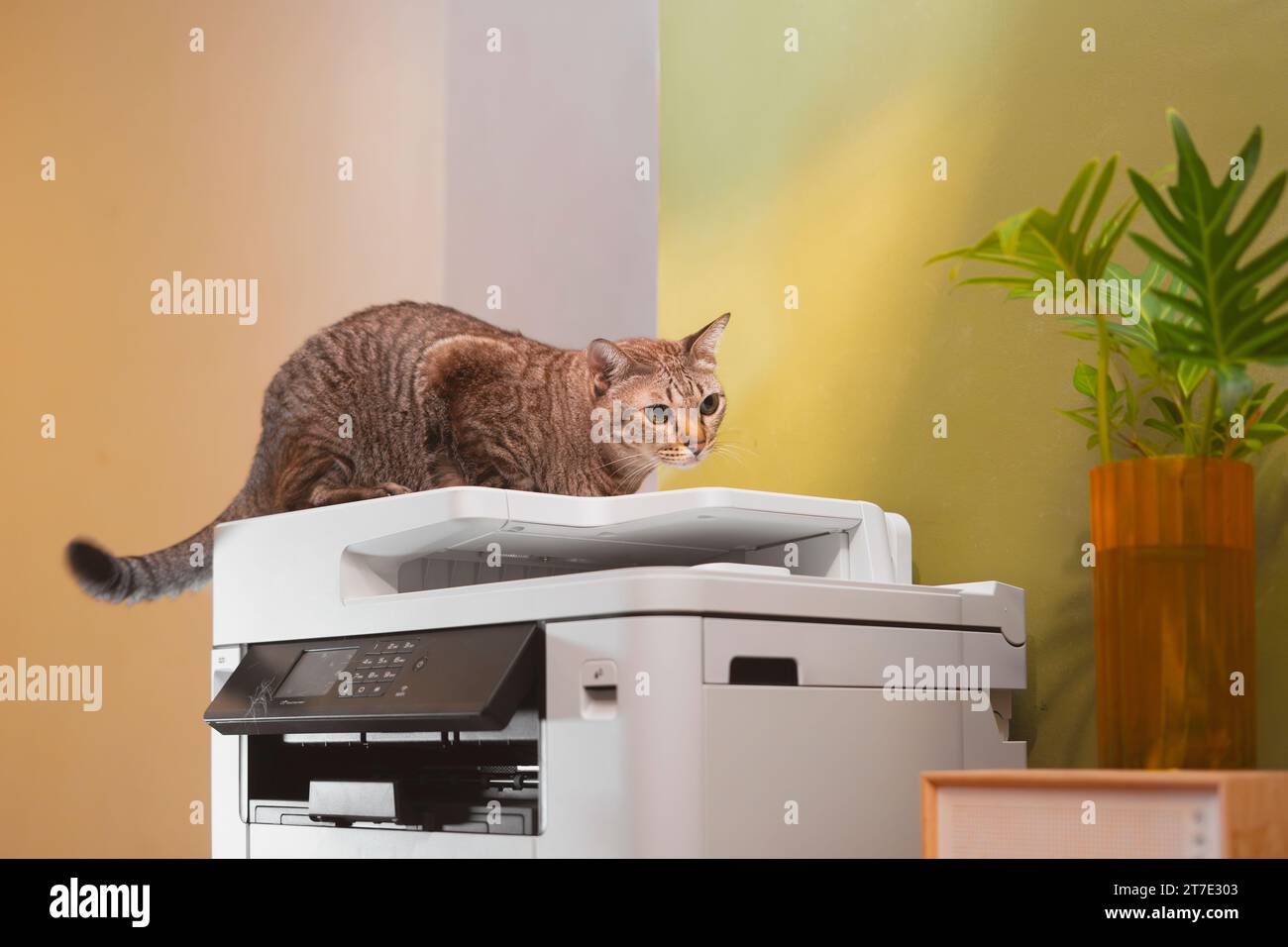 Tabby-Katzen liegen auf einem Multifunktions-Laserdrucker in Home-Office-Dokumenten oder Papieren. Drucktechnologie. Fotokopie. Stockfoto
