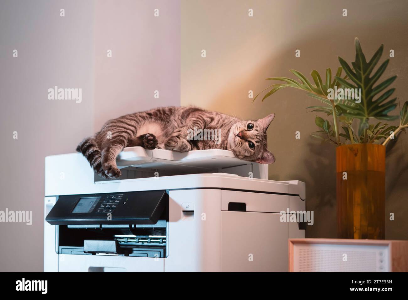 Tabby-Katzen liegen auf einem Multifunktions-Laserdrucker in Home-Office-Dokumenten oder Papieren. Stockfoto