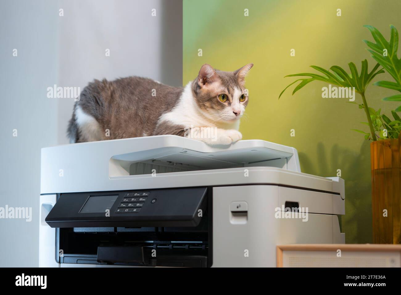 Tabby-Katzen sitzen auf einem Multifunktions-Laserdrucker in Dokumenten oder Papieren im Heimbüro. Sekretärin. Stockfoto