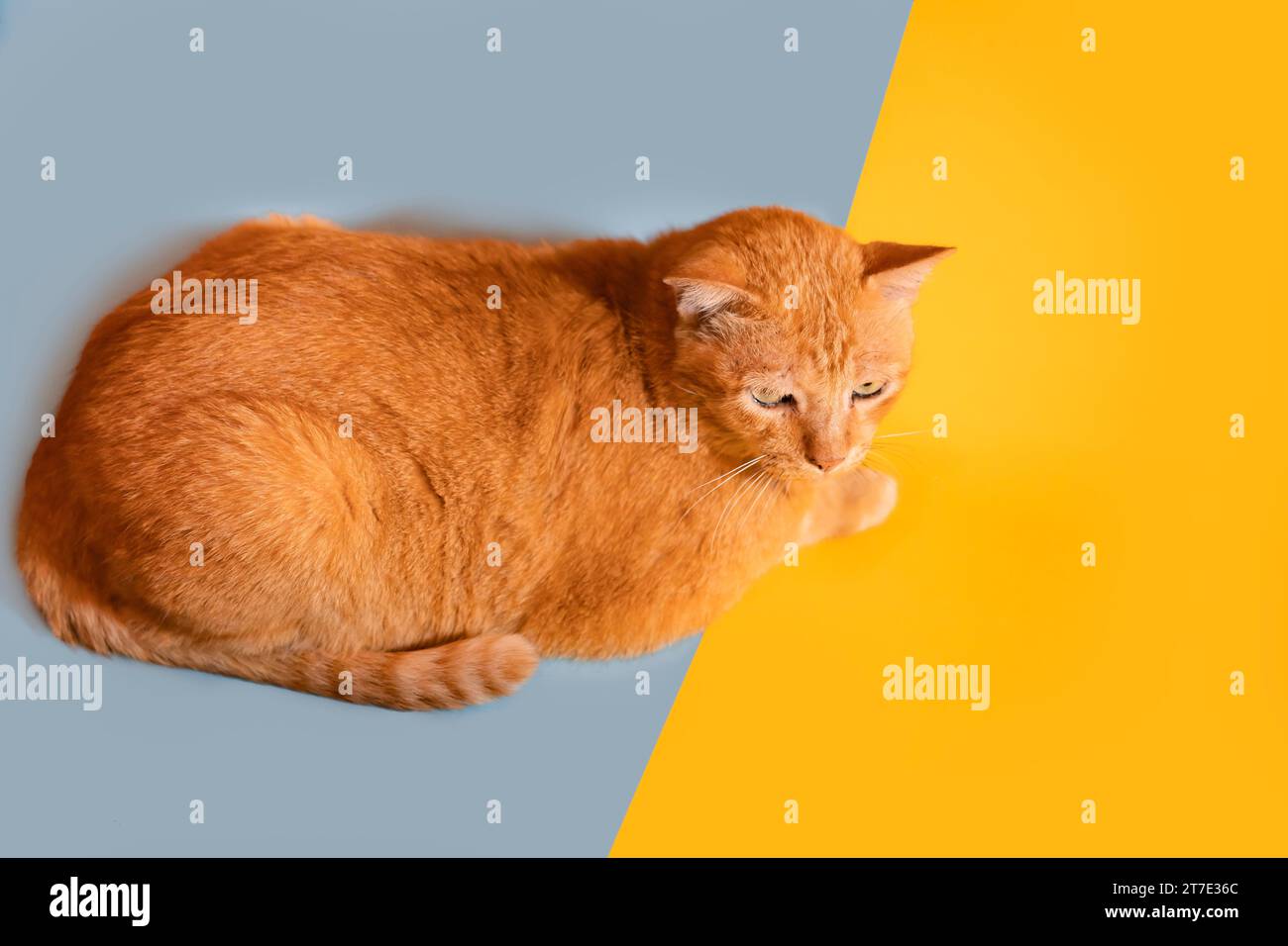 Ingwerkatze, die auf einem blau-orangen Hintergrund liegt Stockfoto