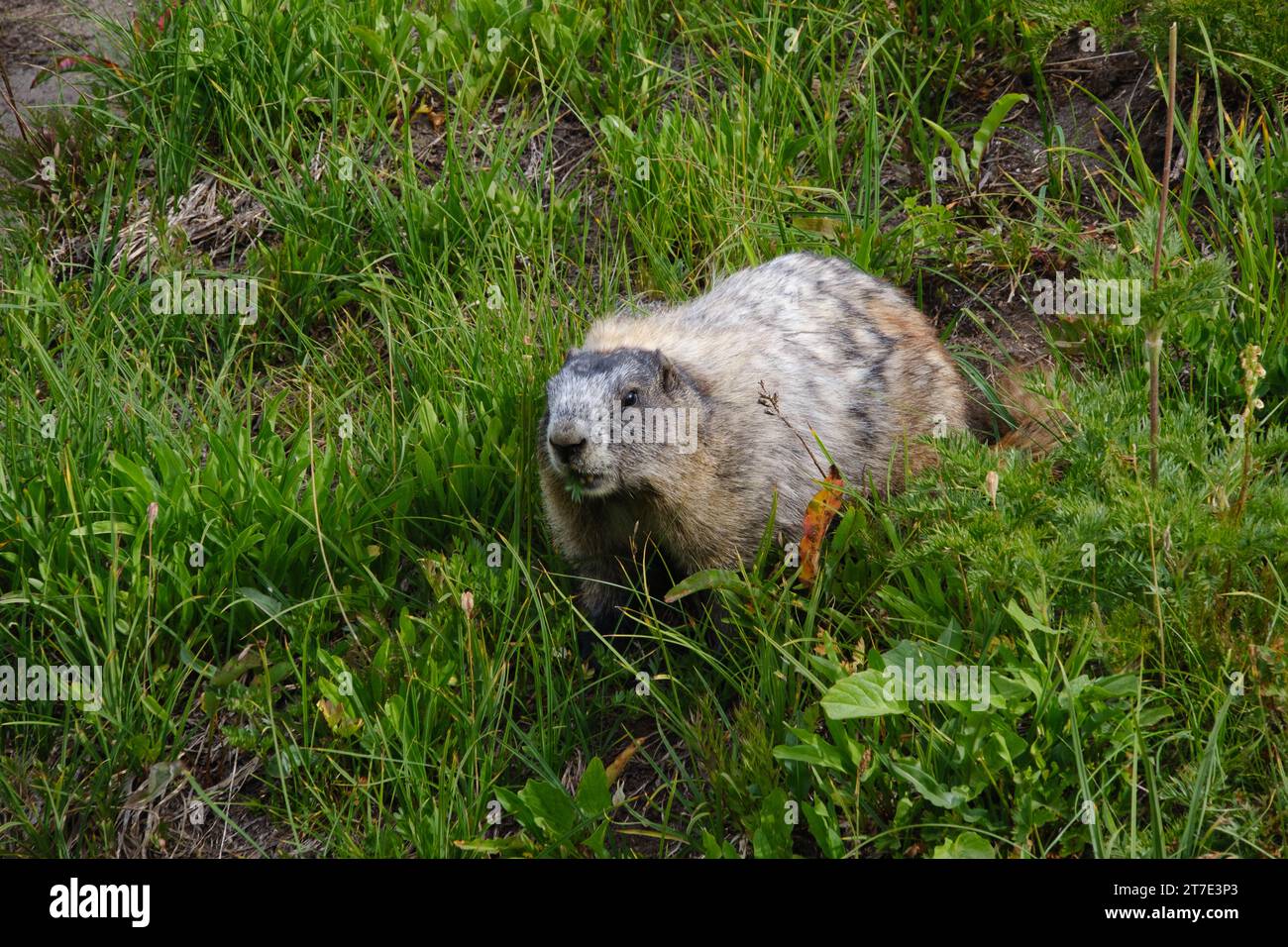 Hoary Marmot, Mount Rainier Stockfoto