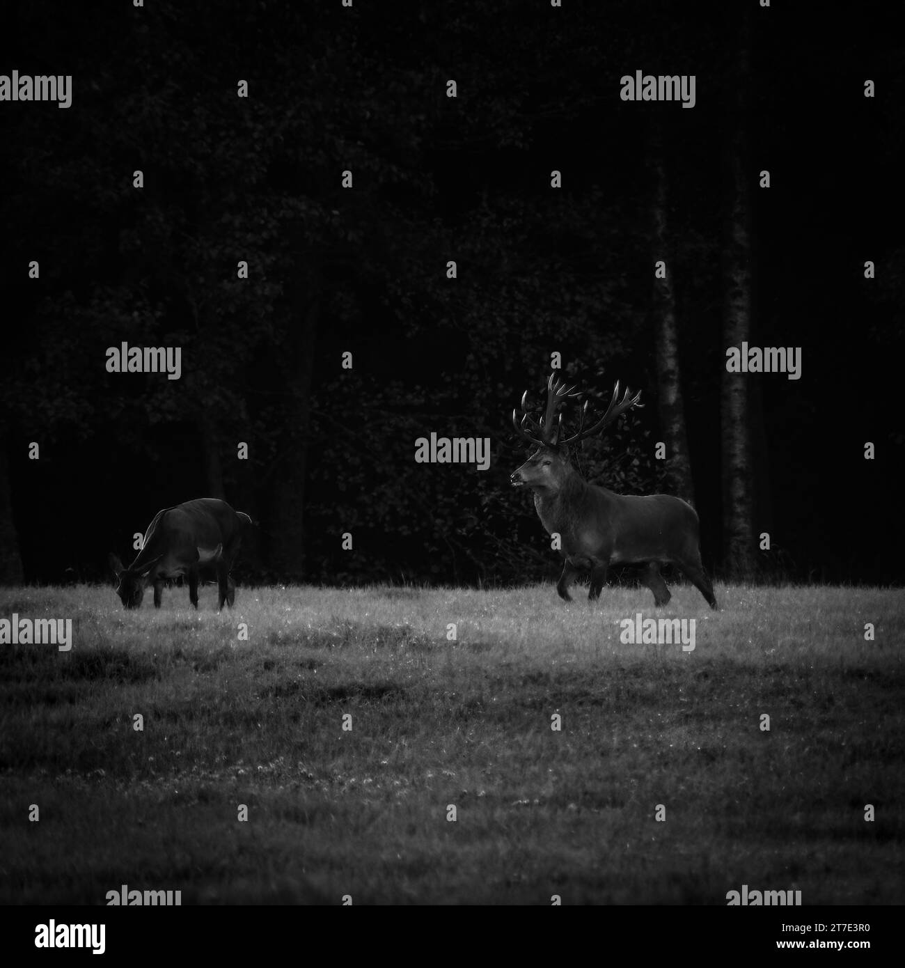 Die majestätischen Weißschwanzhirsche stehen in der Dämmerung in einem grasbewachsenen Waldgebiet Stockfoto