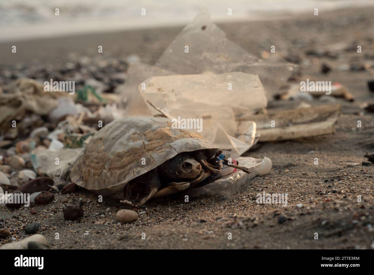 Die Leiche einer toten Meeresschildkröte an einem Strand inmitten von Plastikwasser in Mersin, Türkei. Stockfoto