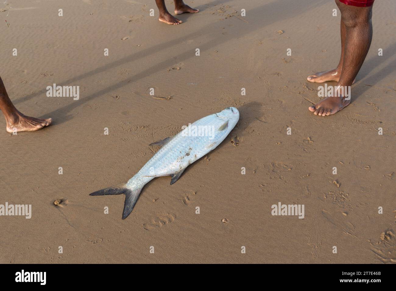 Salvador, Bahia, Brasilien - 26. April 2019: Tarponfisch, Megalops atlanticus, im Strandsand, von Fischern gefangen. Meeresfrüchte. Stockfoto