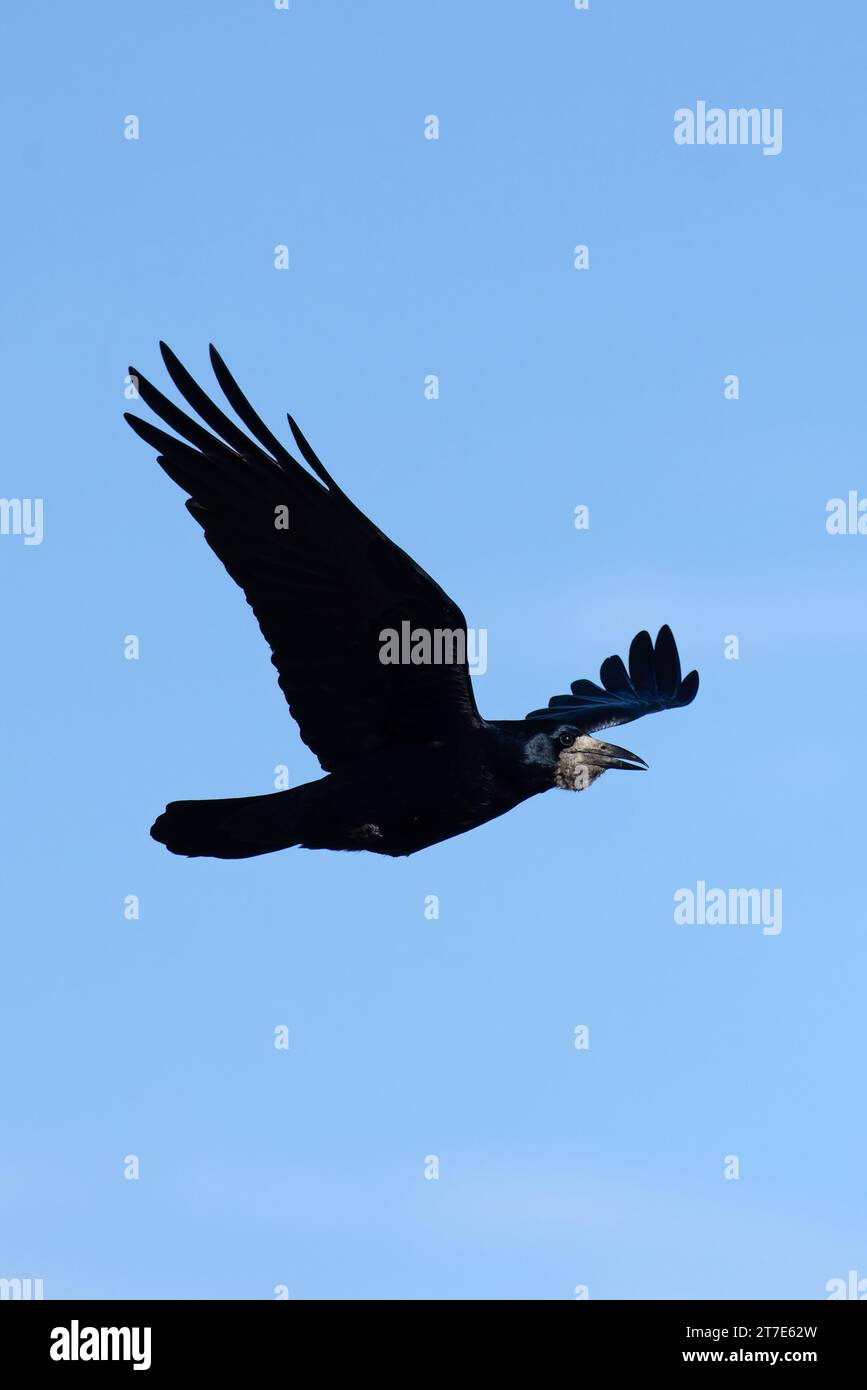 Turm (Corvus frugilegus) fliegt mit voller Ernte Norfolk November 2023 Stockfoto