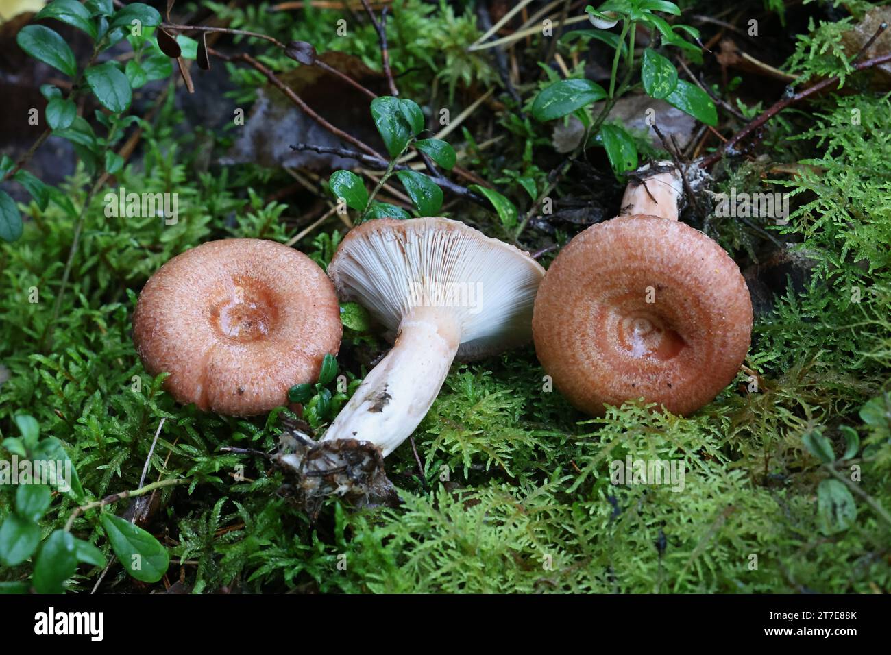 Lactarius torminosus, bekannt als das wollige milkcap oder die bärtigen milkcap, eine essbare wild mushroom aus Finnland Stockfoto