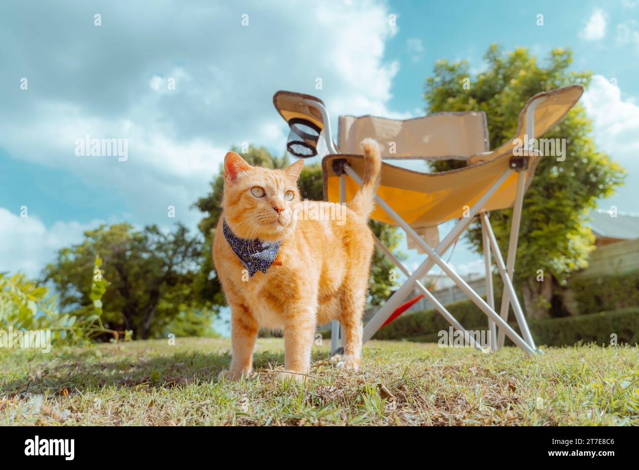 Ingwerkatzen und Rasenstuhl, Camping und Outdoor-Aktivitäten. Stockfoto