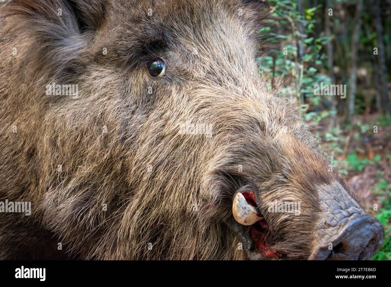 Das Wildschwein (Sus scrofa) Stockfoto