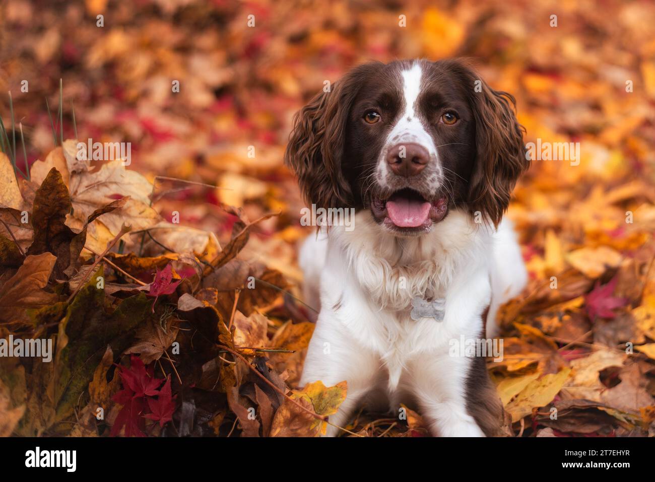 Porträt eines englischen Springer-Spaniel-Hundes, der in Herbstlaub posiert Stockfoto