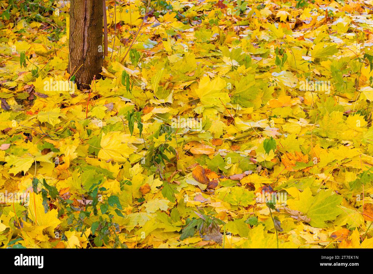 Gefallene gelbe Blätter liegen neben dem Baum. Gelbe Ahornblätter auf dem Boden Stockfoto