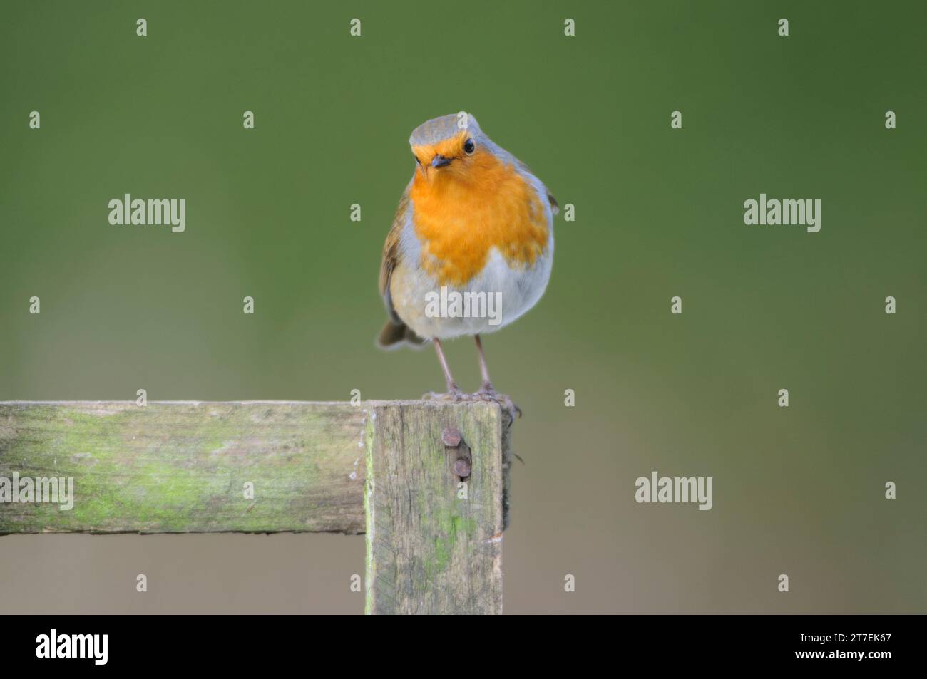 Europäischer robin Erithacus rubecula, hoch oben auf Gartenspalier, County Durham, England, Großbritannien, März. Stockfoto