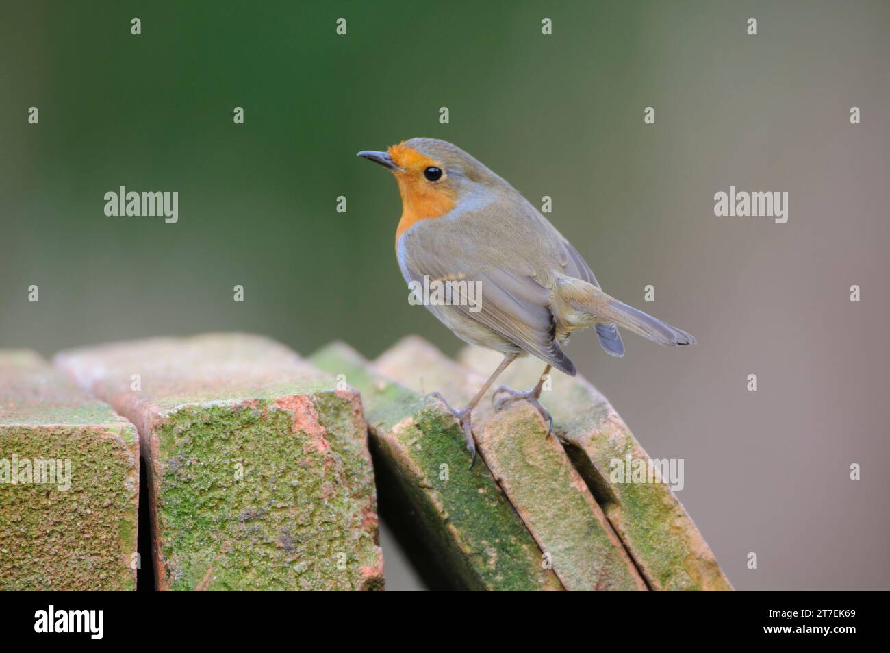 Europäischer robin Erithacus rubecula, auf gestapelten Tonziegeln im Garten, County Durham, England, Großbritannien, Februar. Stockfoto