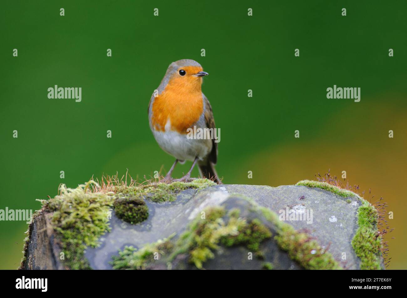 Europäischer robin Erithacus rubecula, hoch auf moosbedeckter Steinsäule, County Durham, England, Vereinigtes Königreich, September. Stockfoto