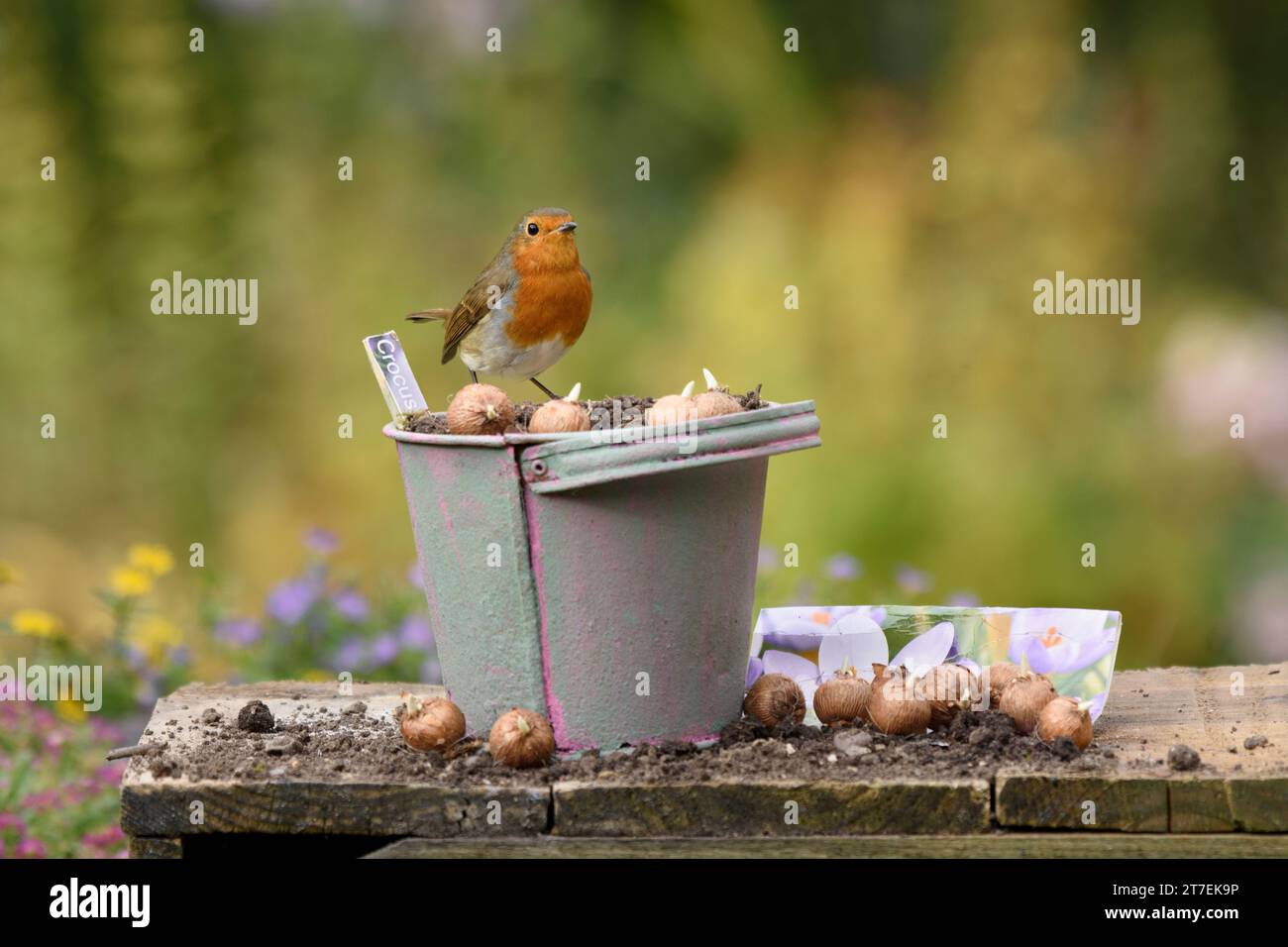 Europäischer robin Erithacus rubecula, auf einem Blumeneimer mit Krokuszwiebeln auf dem Tisch im Garten, County Durham, England, Großbritannien, Oktober. Stockfoto