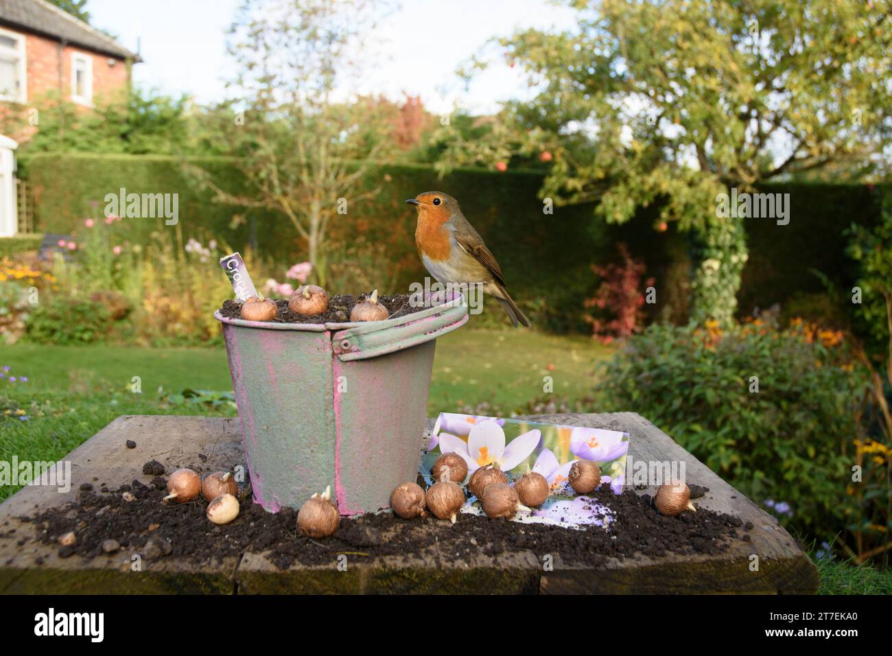 Europäischer robin Erithacus rubecula, auf einem Blumeneimer mit Krokuszwiebeln auf dem Tisch im Garten, County Durham, England, Großbritannien, Oktober. Stockfoto