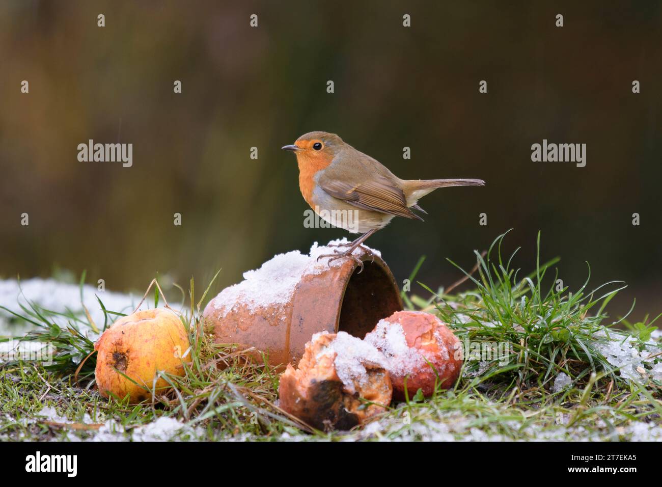 Europäischer robin Erithacus rubecula, auf einem Pflanztopf mit windfallenden Äpfeln und schmelzendem Schnee im Garten bei leichtem Regenschauer, County Durham, Engla Stockfoto