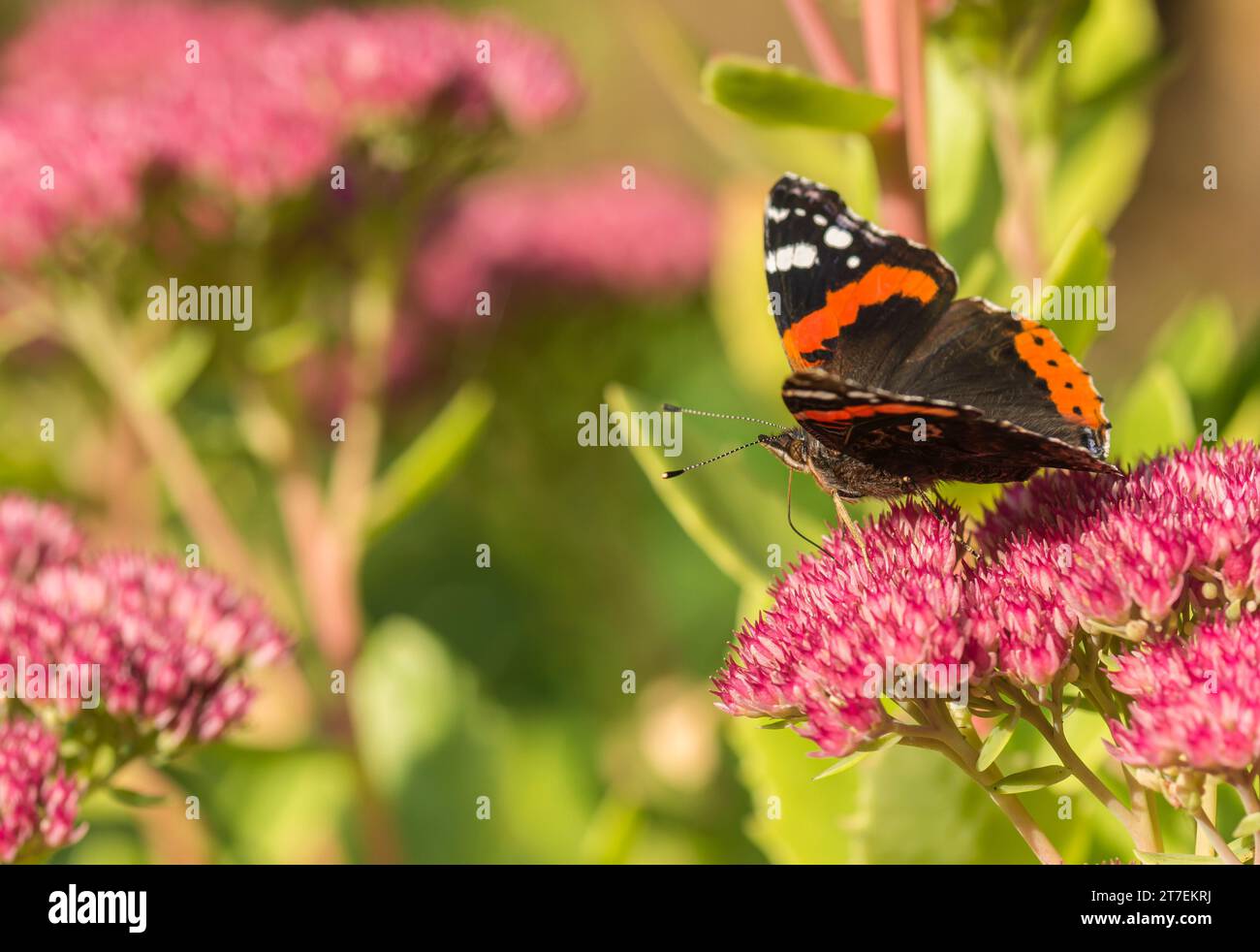 Roter Admiral Vanessa atalanta, ernährt sich von einem Sedum-Blumenkopf in einer Gartengrenze, September Stockfoto