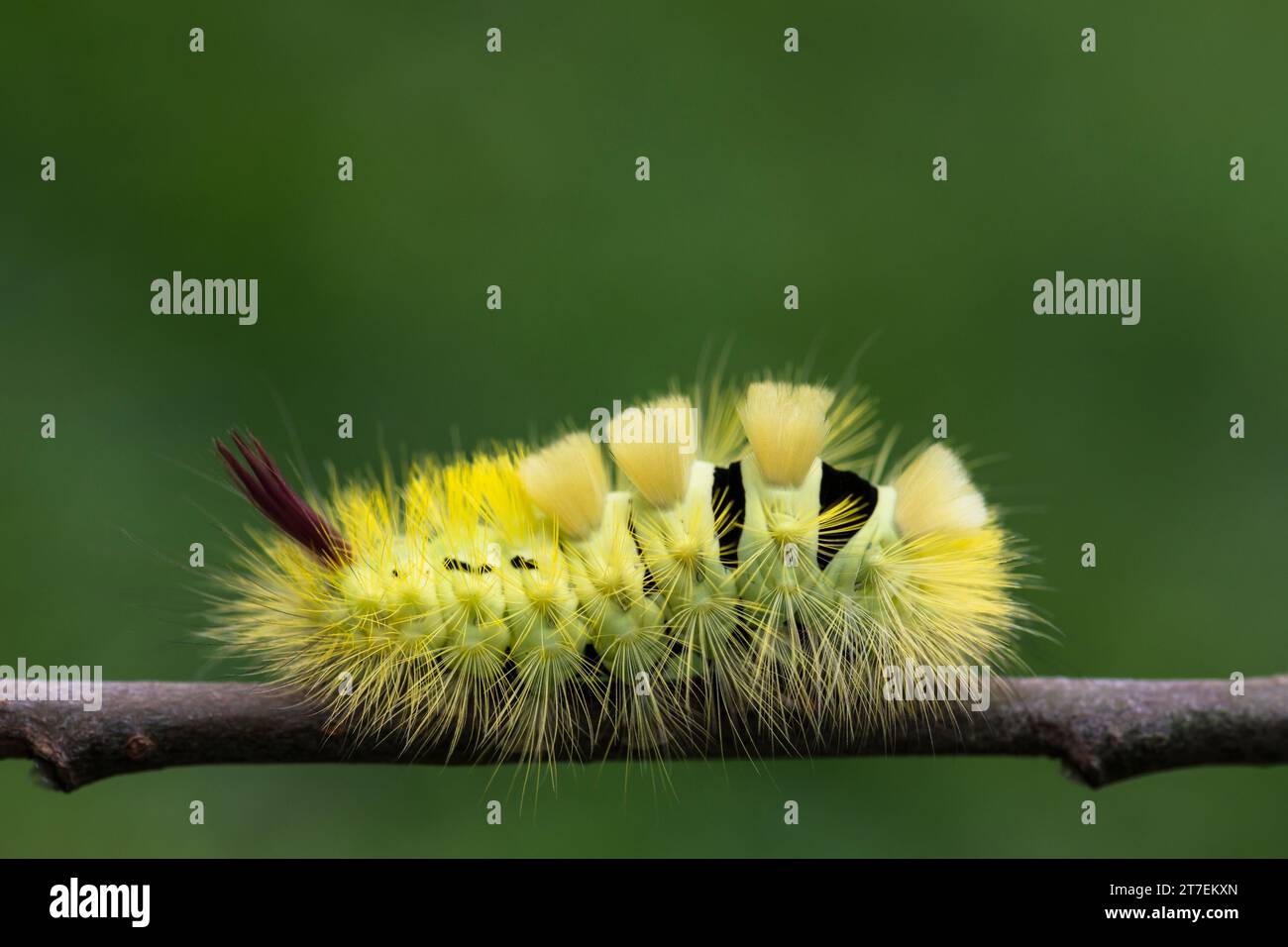 Pale Tussock caterpillar Calliteara pudibunda, Lymantriidae, kriechen entlang eines Stängels in einem Garten, Co Durham, September Stockfoto