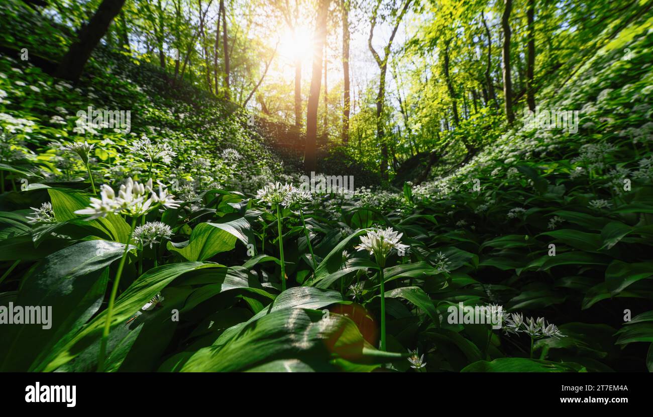 Sonnenlicht durchdringt ein üppiges, grünes Walddach, um eine dichte Bedeckung wilder Knoblauchblumen zu erleuchten Stockfoto