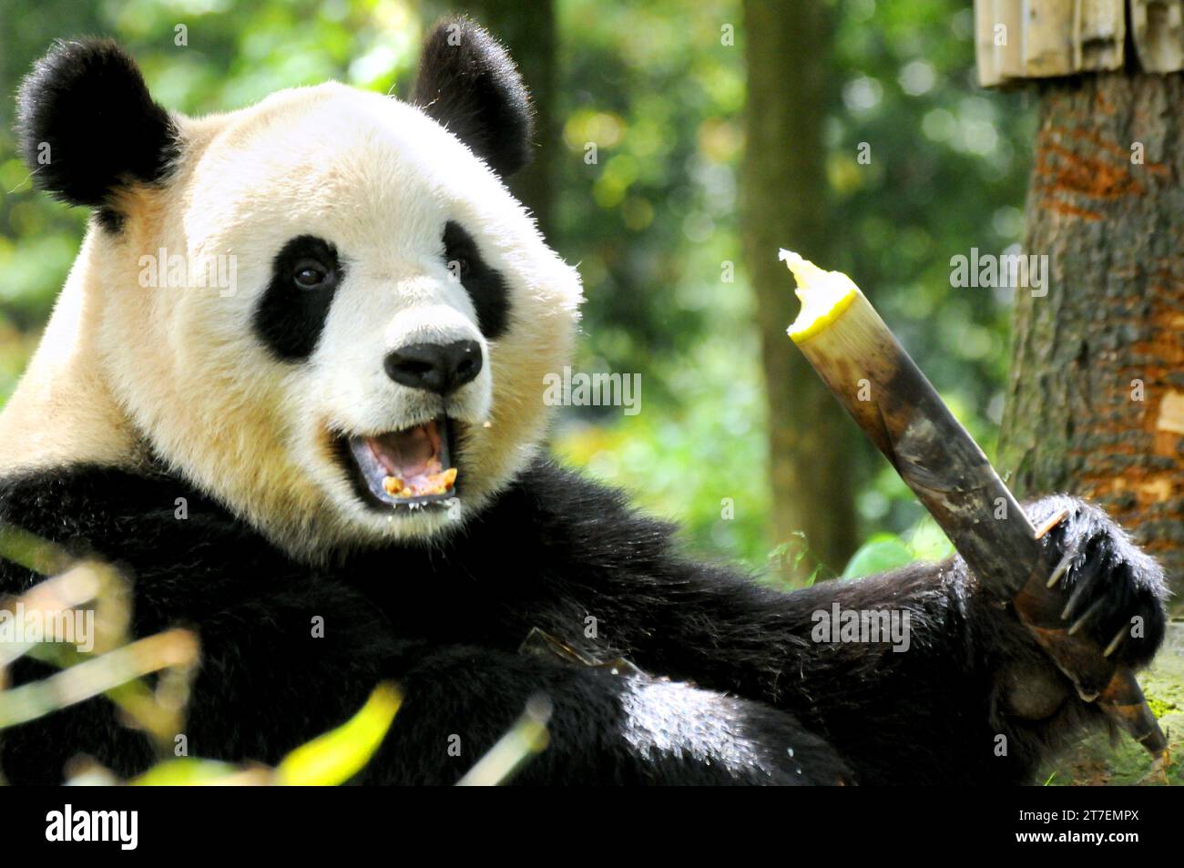 Riesenpanda im Wolong National Nature Reserve, Sichuan, China Stockfoto
