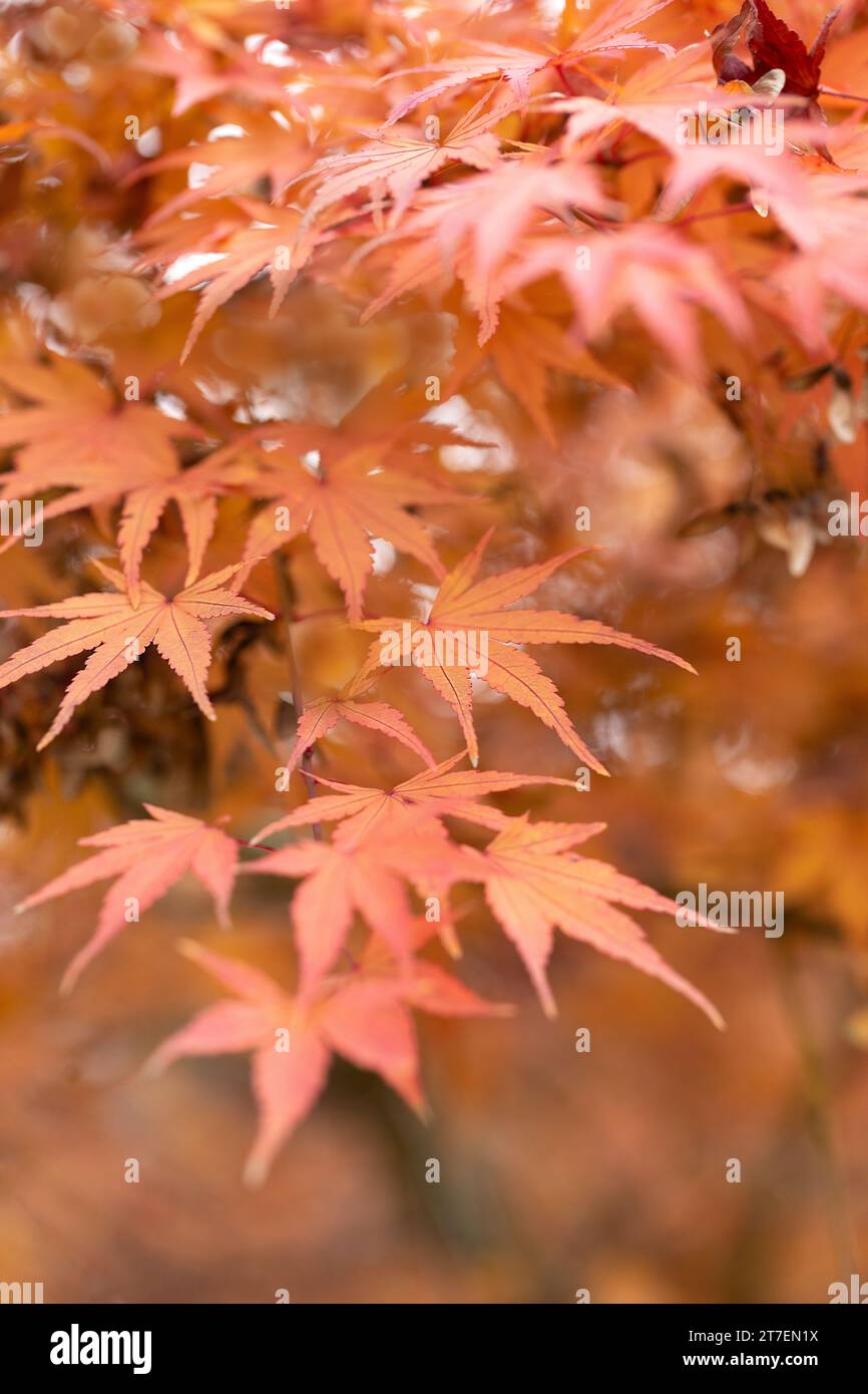 Rote und orangene japanische Ahornblätter auf einem Baum im Herbst. Stockfoto