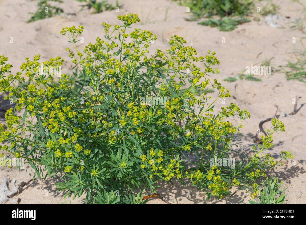 Esels-Wolfsmilch, Eselswolfsmilch, Esels-Wolfmilch, scharfe Wolfsmilch, Euphorbia esula, Blattspurge, Grünspurge, Wolfsmilch, L'euphorbe ésule, eu Stockfoto