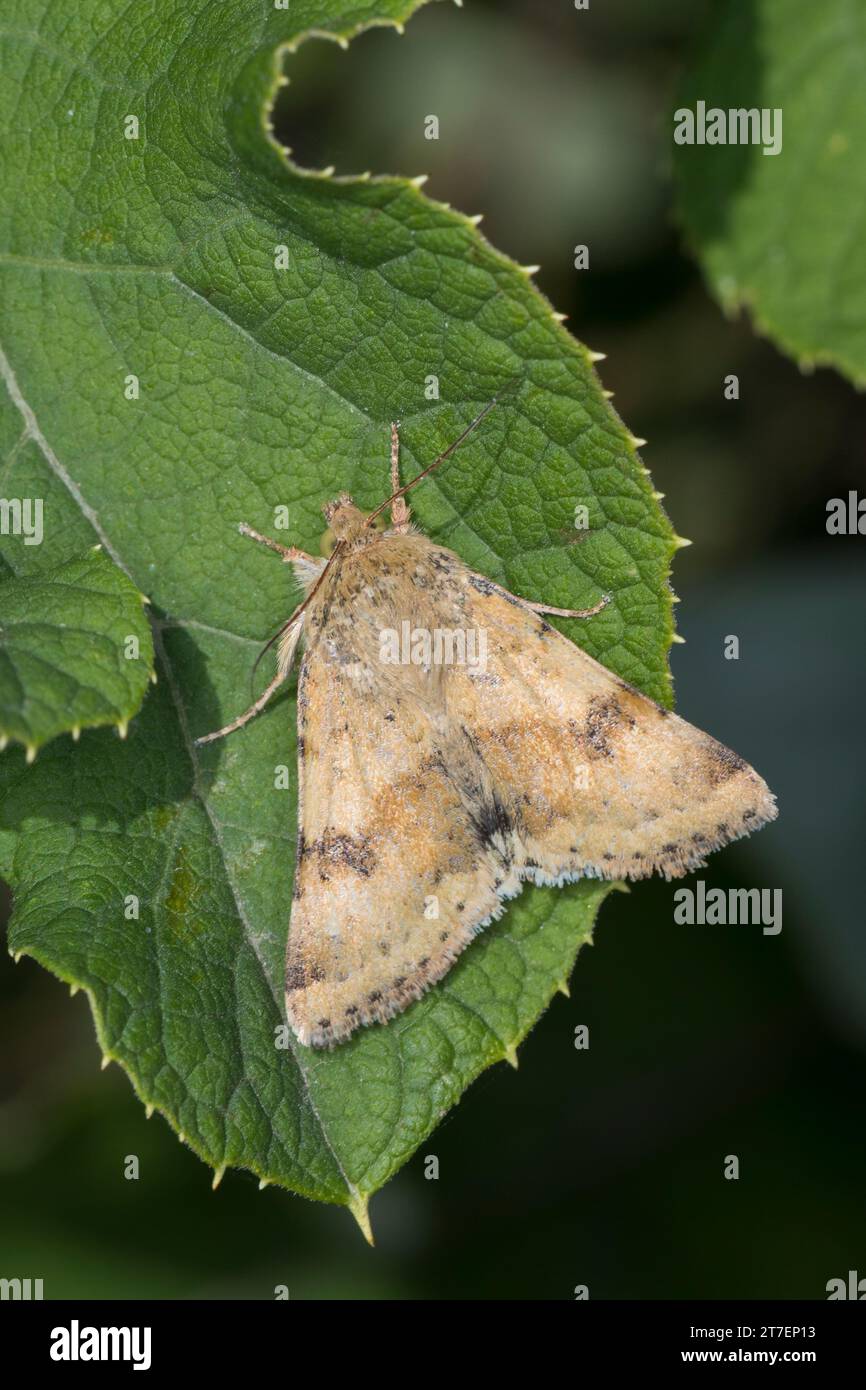 Karden-Sonneneule, Kardeneule, Karden-Eule, Kardensonneneule, Heliothis viriplaca, Heliothis dipsacea, Marmorklee, Eulenfalter, Noctuidae, noctui Stockfoto