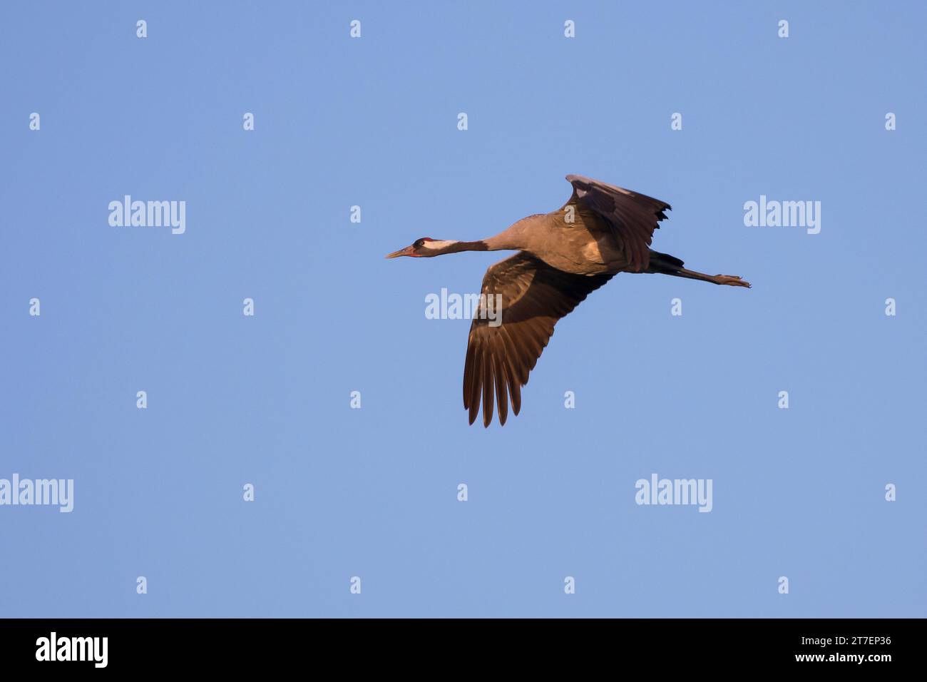 Kranich, fliegend, Flug, Flugbild, Grauer Kranich, Eurasischer Kranich, Grus grus, Kran, gemeinsamer Kran, Eurasischer Kran, Flug, Fliegen, La Grue cendré Stockfoto