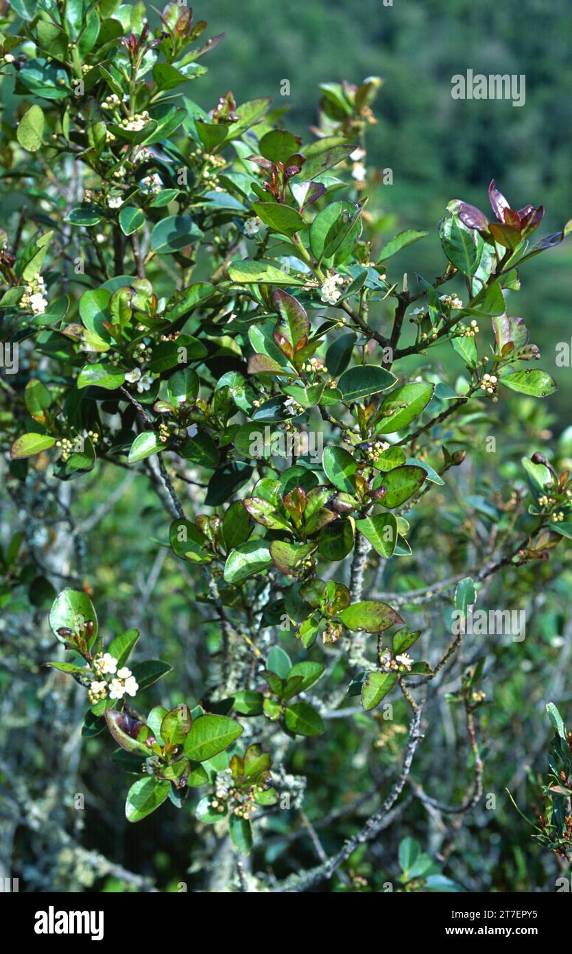 Die kleine stechpalme oder Acebino (Ilex canariensis) ist ein kleiner Baum, der auf den Macaronesischen Inseln (Kanarischen Inseln und Madeira) endemisch ist. Blätter und Blumen. Thi Stockfoto