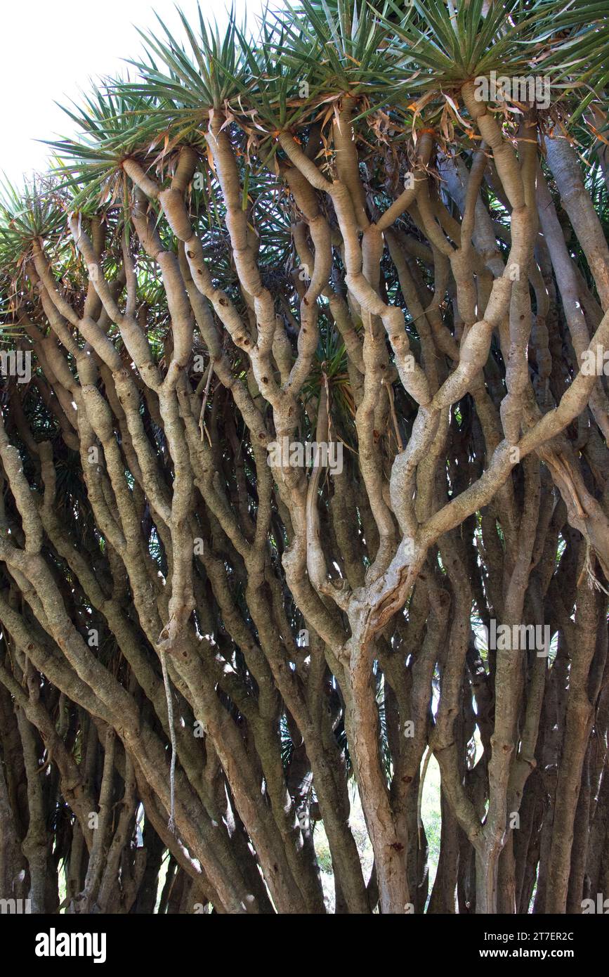 Drago (Dracaena draco draco) ist ein auf den Kanarischen Inseln und Madeira endemischer Baum. Dieses Foto wurde in Las Tricias, La Palma, den Kanarischen Inseln, Spanien aufgenommen. Stockfoto