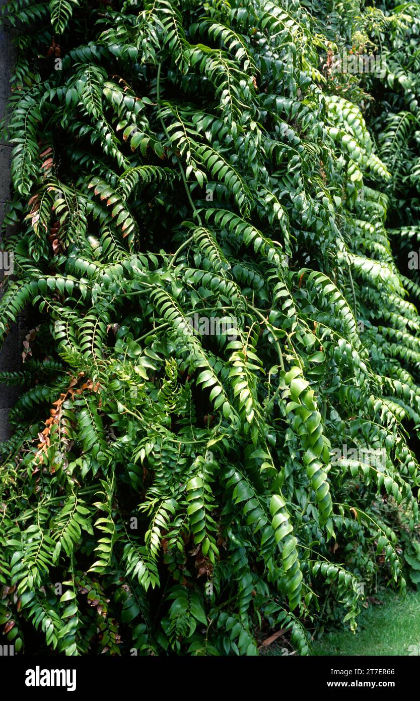Gibalbera (Semele androgyna) ist eine mehrjährige Kletterpflanze, die auf Makaronesien (Kanarische Inseln und Madeira) endemisch ist. Dieses Foto wurde in La Gomera aufgenommen, CAN Stockfoto
