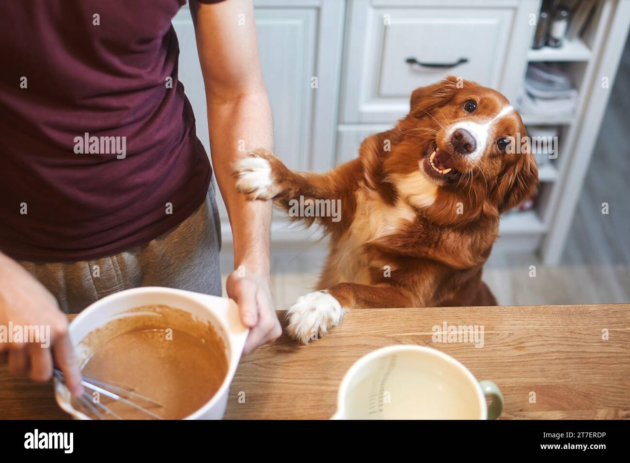 Mann und Hund zusammen zu Hause in der Küche. Nova Scotia Duck Tolling Retriever blickt glücklich in die Kamera, während sein Haustierbesitzer Teig mischt, um süß zuzubereiten Stockfoto