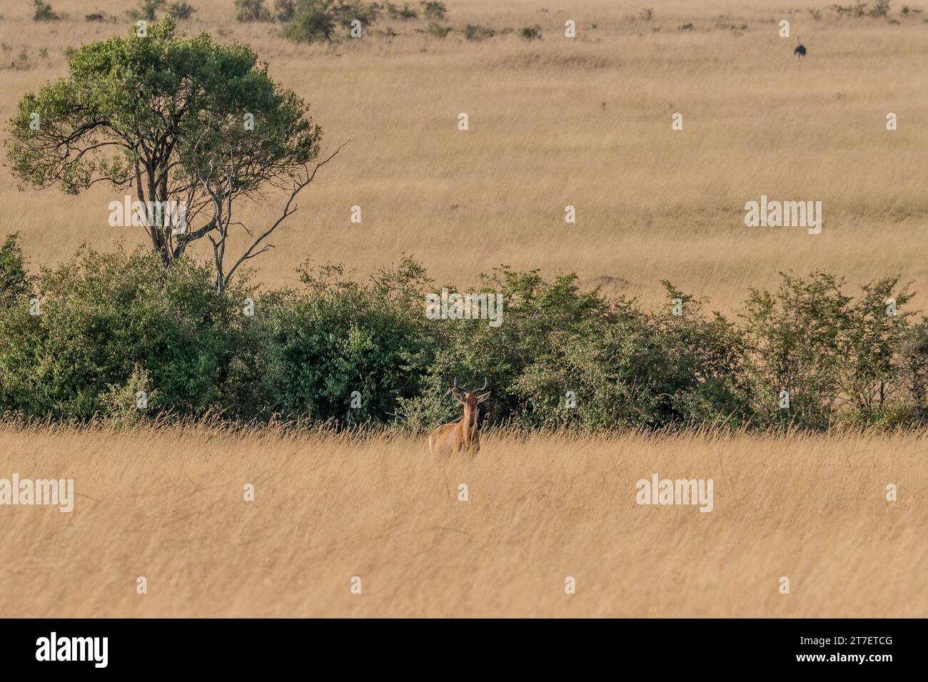 Hartebeest Antilopen in Masai Mara Kenia Afrika Stockfoto
